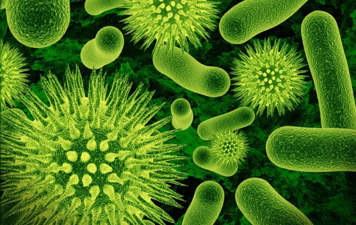 Bacteriile orale pot distruge creierul