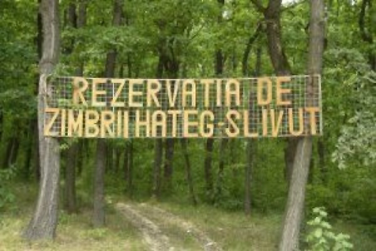 BAIETII DESTEPTI DE LA UTA BD S-AU INDRAGOSTIT DE ZIMBRI