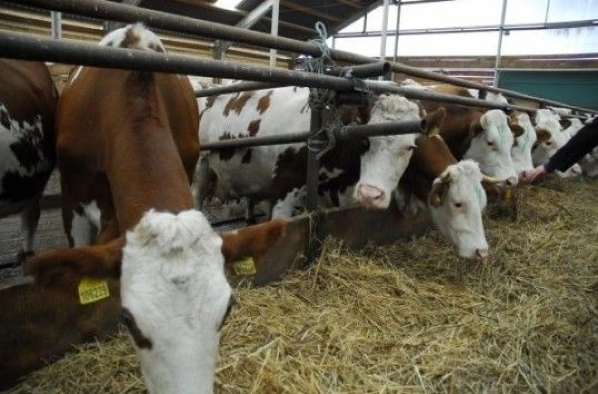 BANII PENTRU FONDUL MUTUAL "SE TRANSFORMA" IN SUBVENTII PENTRU PRODUCATORII DE LAPTE DIN ZONELE DEFAVORIZATE