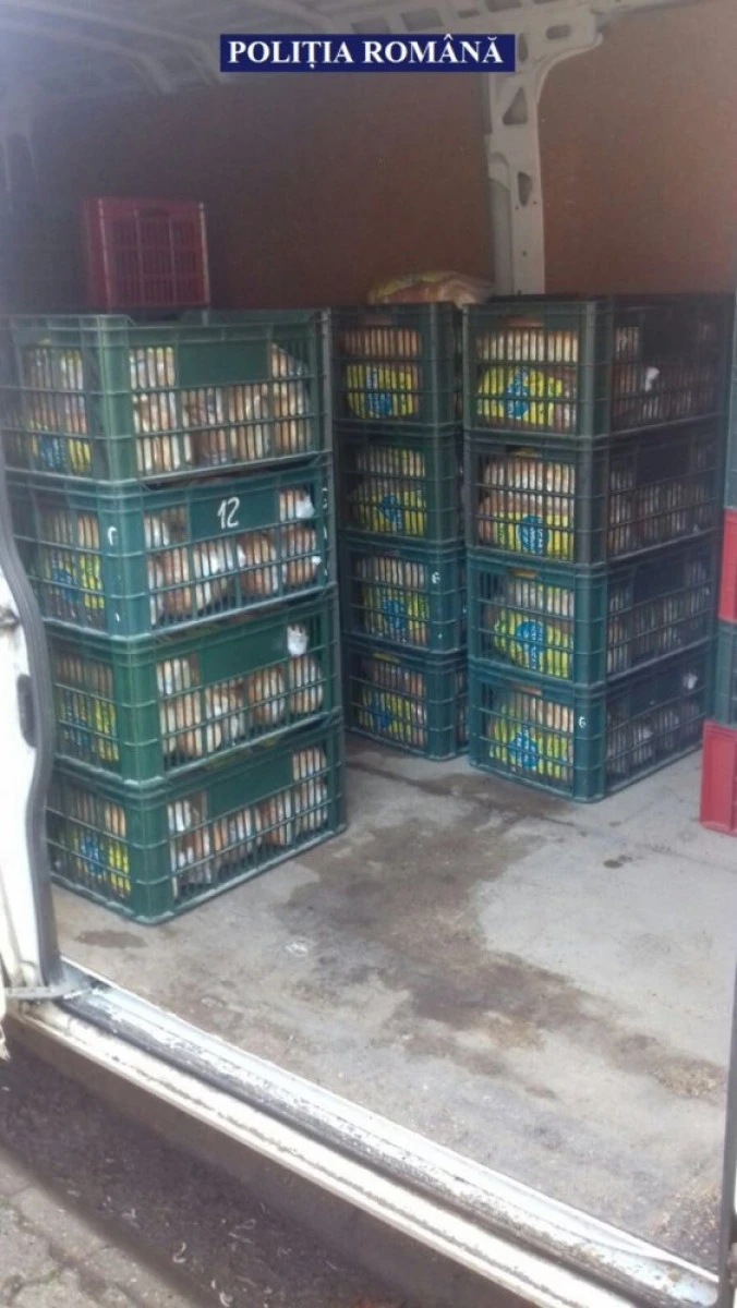Bărbat de 36 de ani, prins transportând ilegal produse de panificație la Moneasa