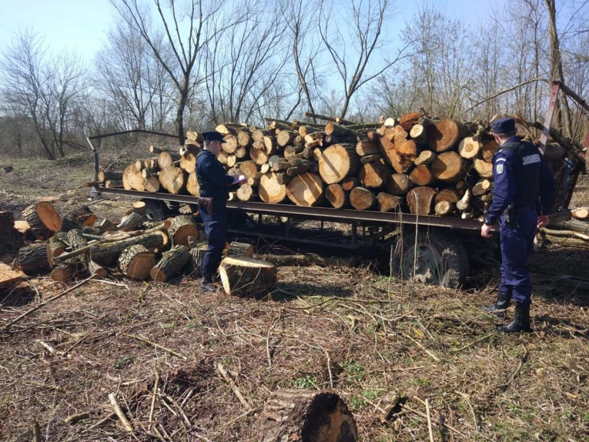 Bărbat din Căpîlnaș, prins după ce a tăiat ilegal 44 de metri cubi de lemn