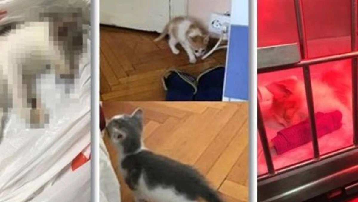 Bărbat din vestul țării, trimis în judecată pentru că a omorât mai multe pisici