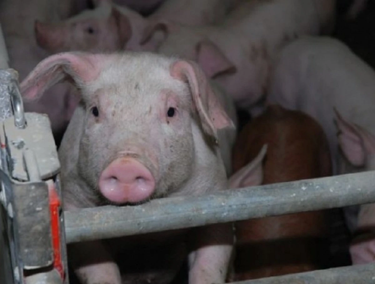 Bărbat prins la Chișineu-Criș transportând porci din zonă cu pestă porcină