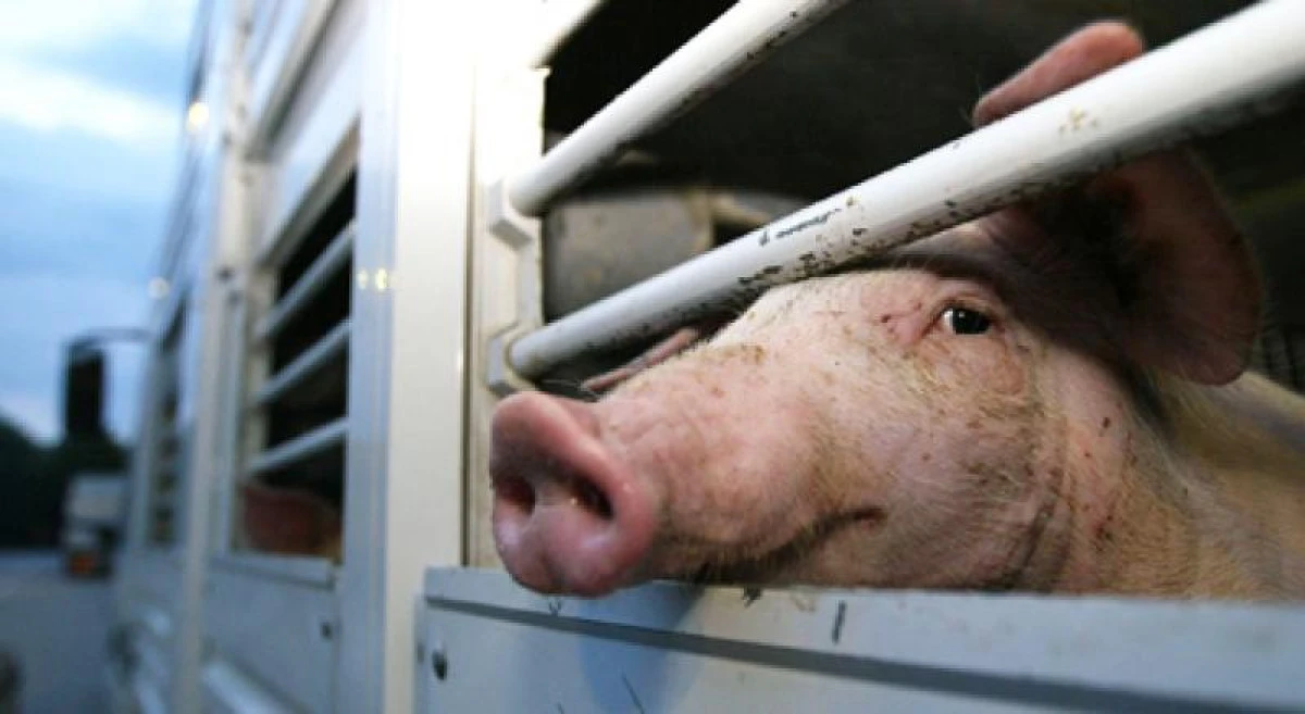 Bărbat prins la Chișineu-Criș transportând porci fără documente