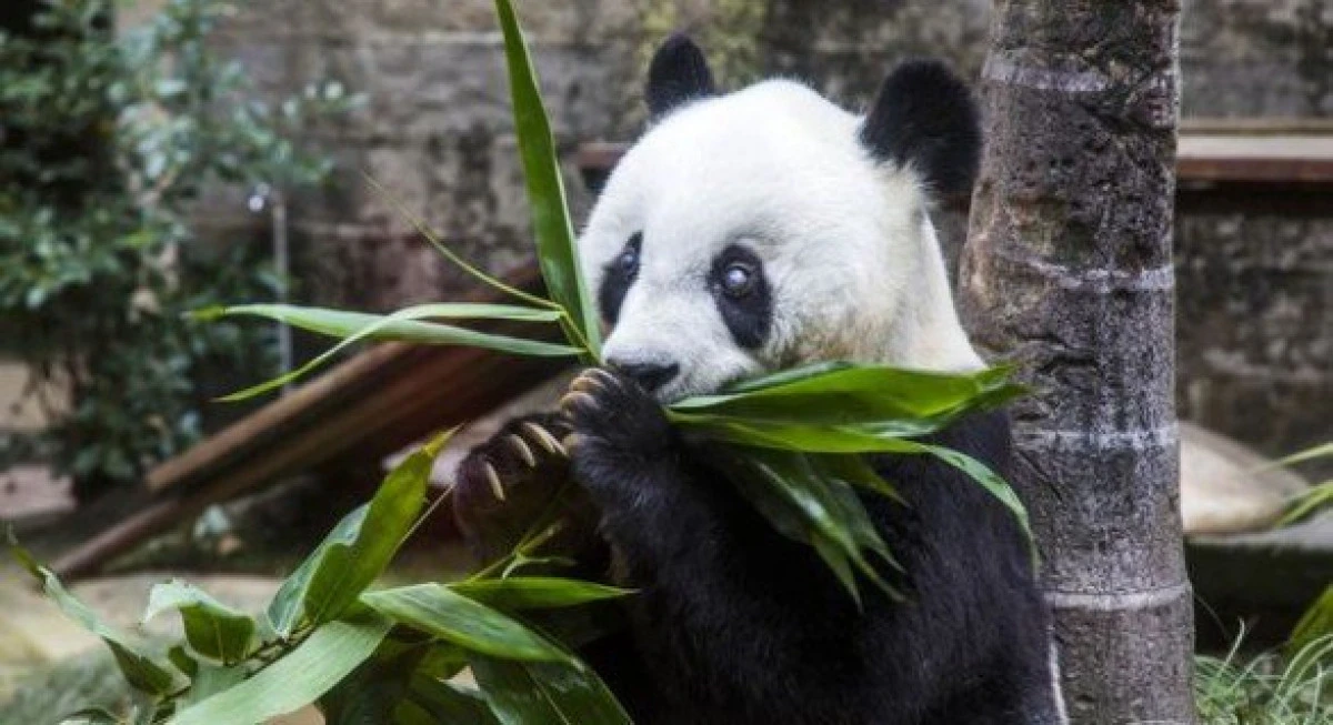 Basi, ursul panda salvat dintr-un lac înghețat în 1984, a împlinit 37 de ani