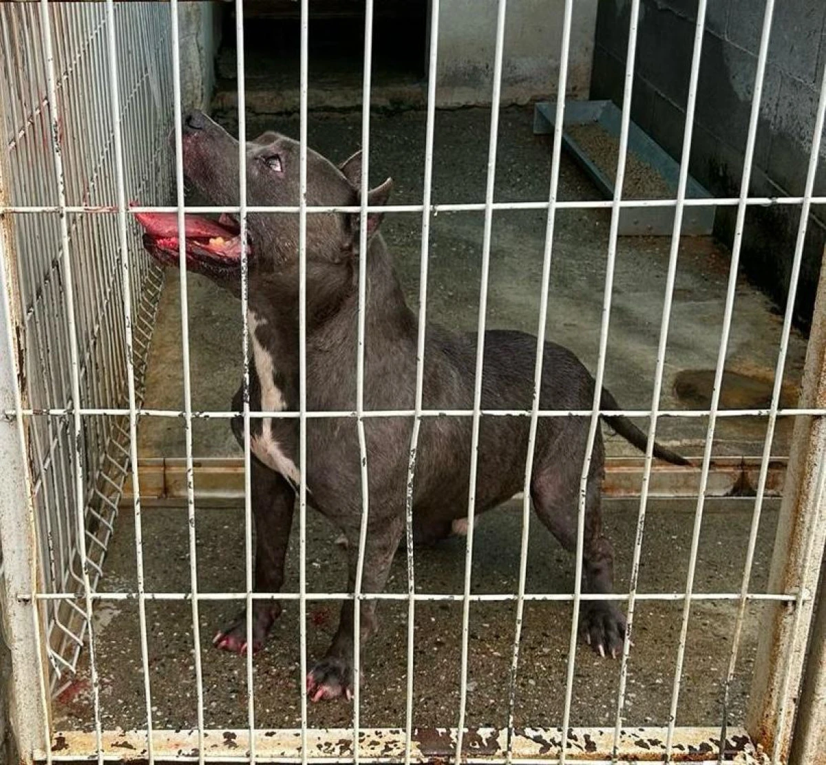 Bătaie între câini pe o terasă din Arad. Două persoane au fost mușcate de un Amstaff