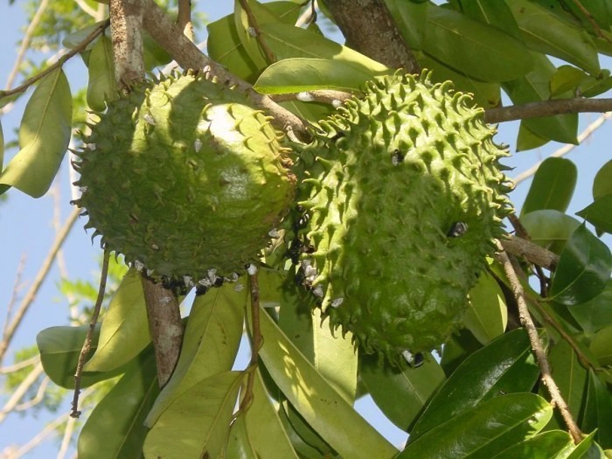 Băutura naturală mai puternică decât chimioterapia