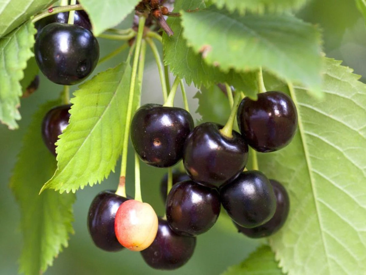 BENEFICII ALE CONSUMULUI DE CIREŞE AMARE