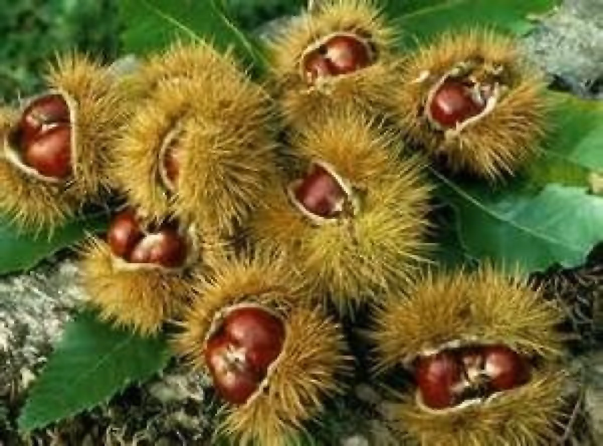 BENEFICIILE CASTANELOR COMESTIBILE