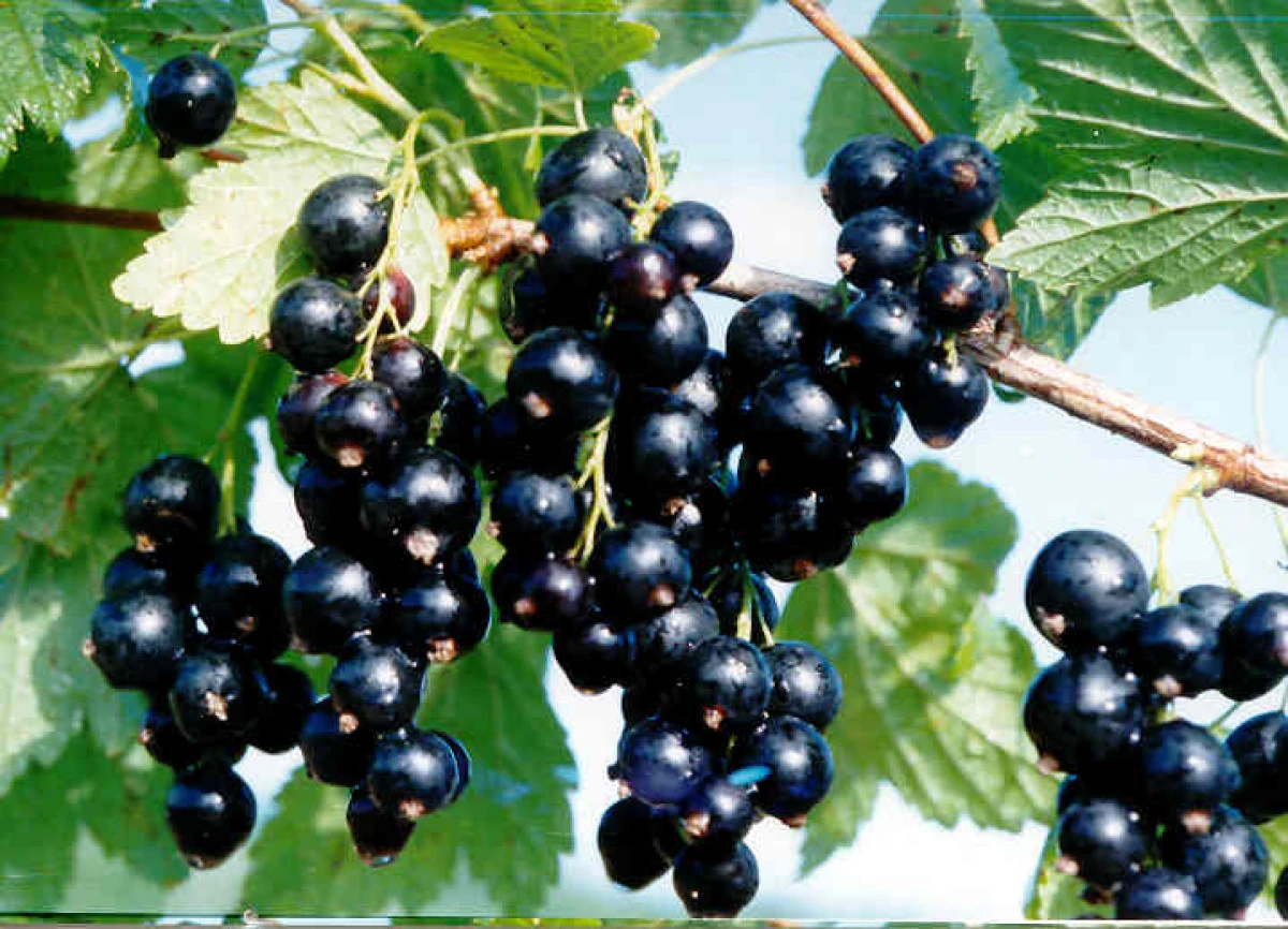 Beneficiile pentru sănătate ale coacăzului negru
