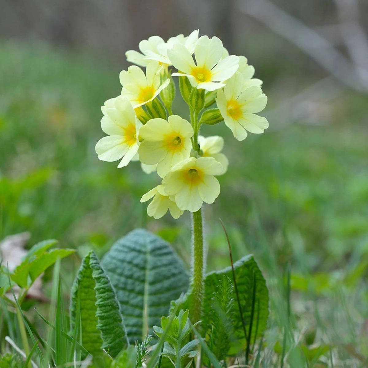 Beneficiile uleiului de primula