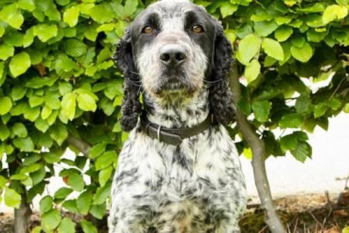 BILLIE - CÂINELE DIN MAREA BRITANIE CARE A DECLARAT RĂZBOI VIOLATORILOR