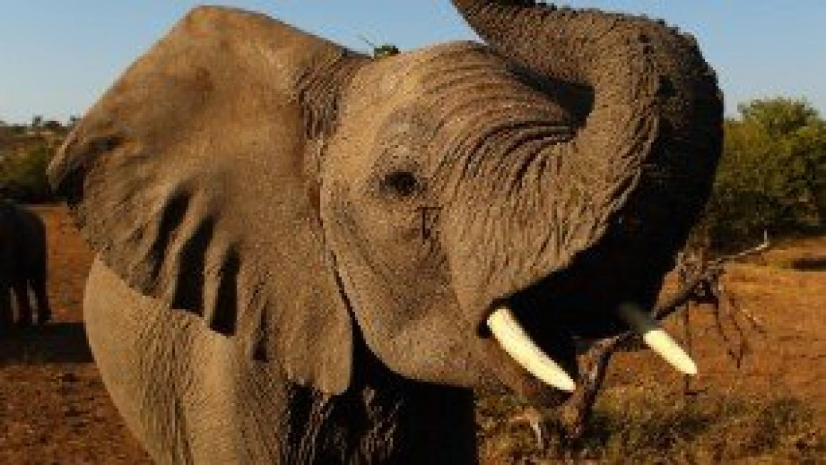 Botswana nu mai este o țară atât de sigură pentru elefanți