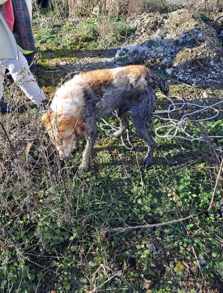 Câine salvat de pompieri, la Ineu