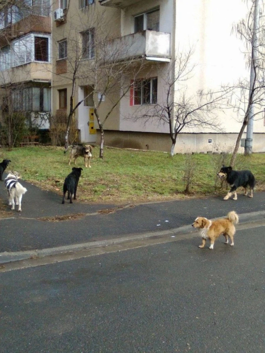 Câinii fără stăpân vor fi gestionaţi după un regulament aprobat de CLM