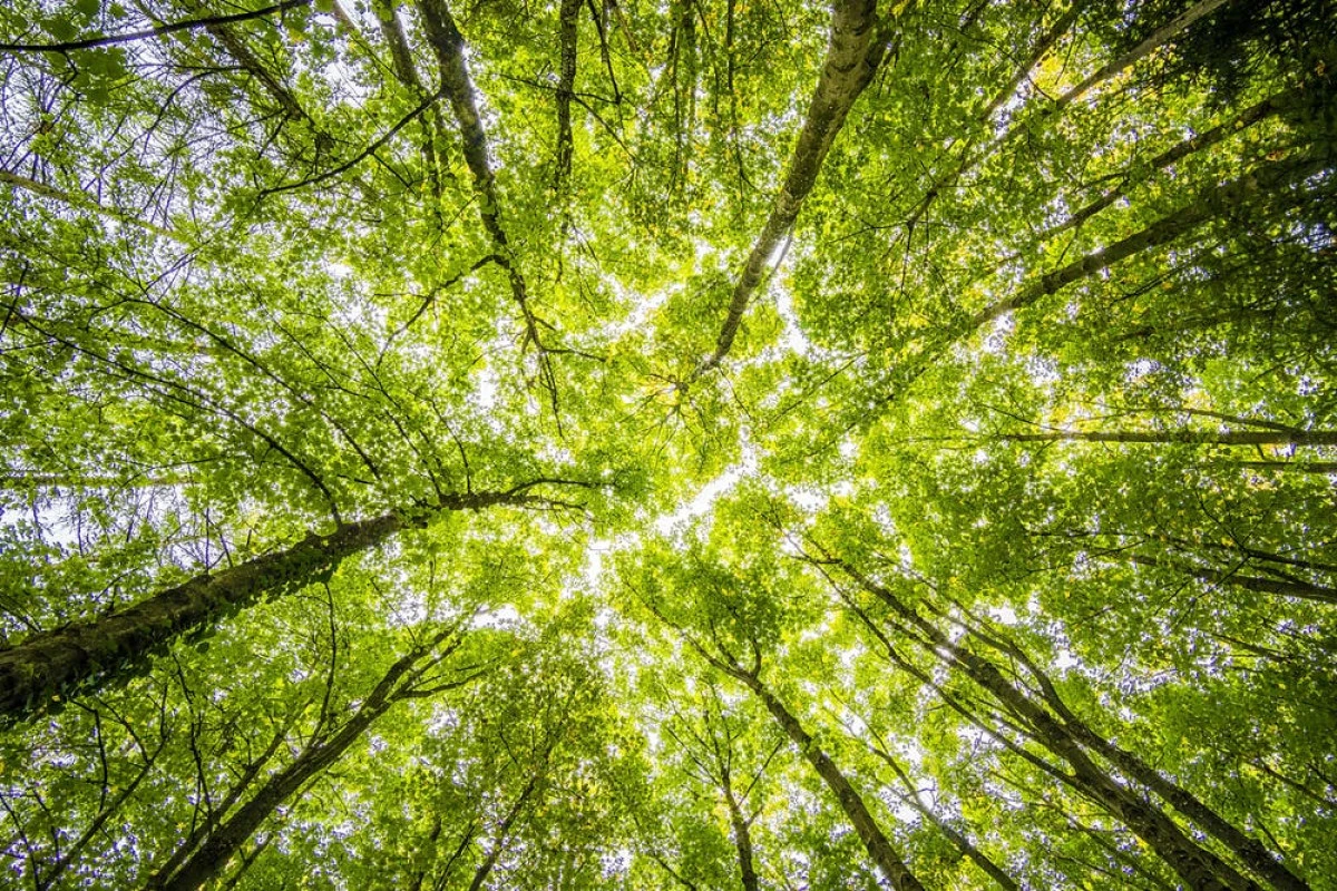 Calea naturii pentru starea de bine