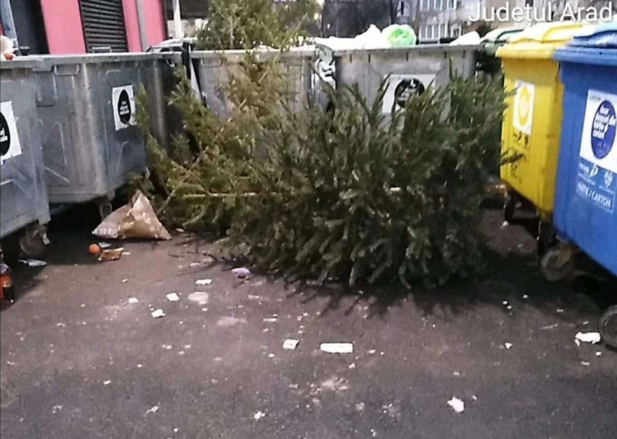 Campanie de colectare a brazilor de Crăciun, în municipiul Arad