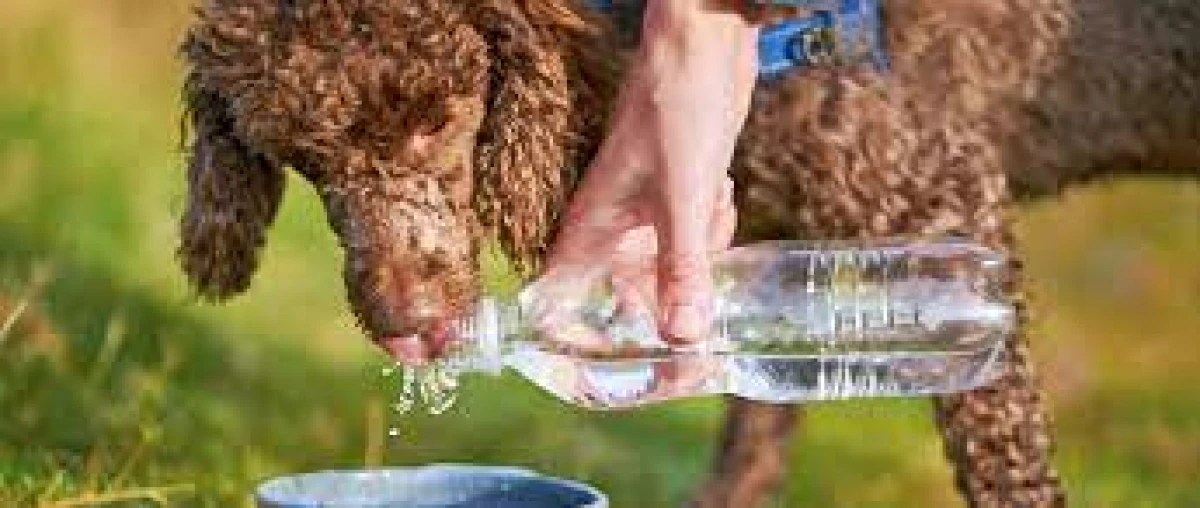 Canicula poate fi fatală şi pentru animalele de companie. Sfaturi utile de la medicul veterinar