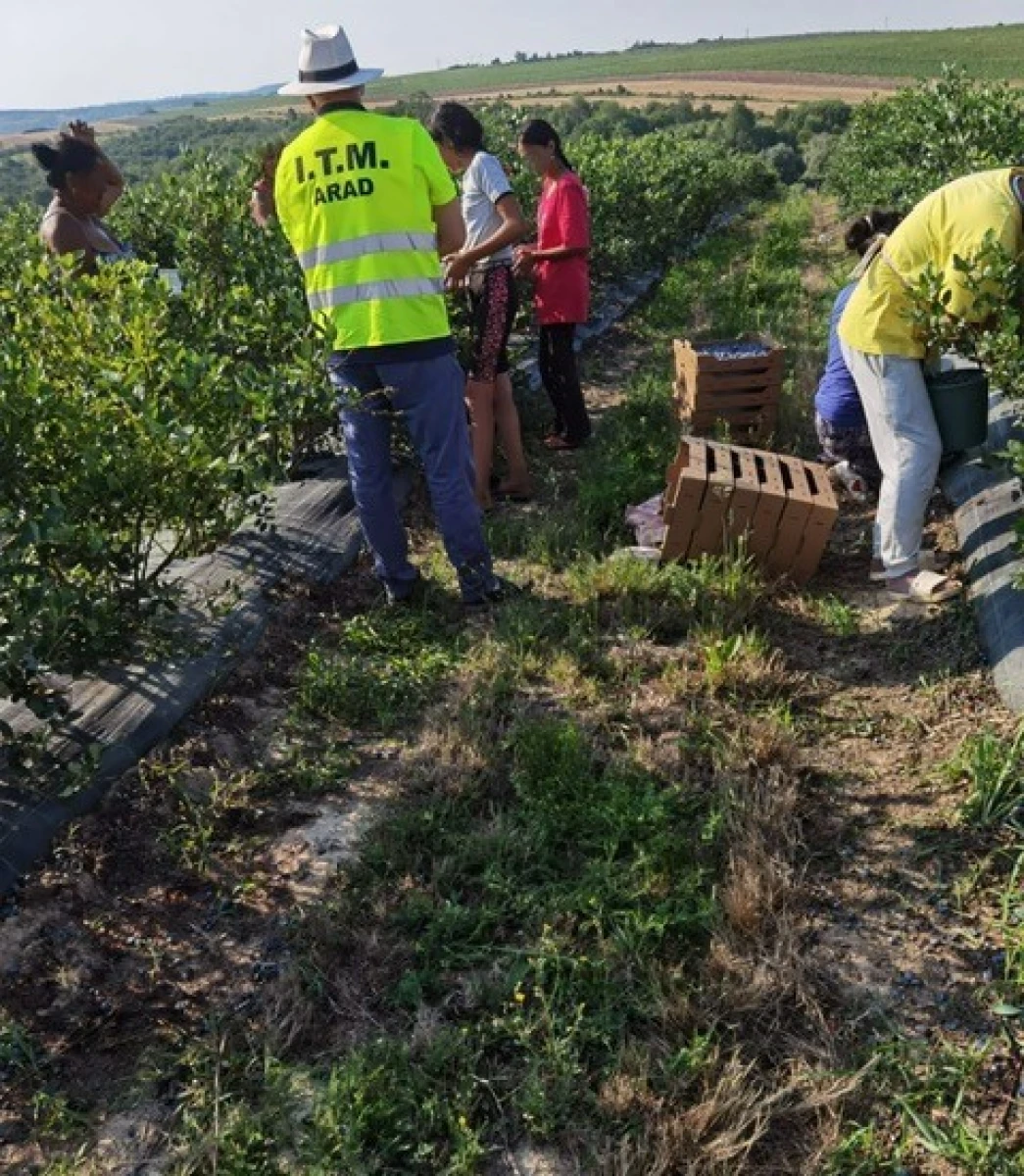 Canicula pune în pericol sănătatea angajaților. ITM Arad a efectuat 178 de controale pentru verificarea măsurilor de protecție