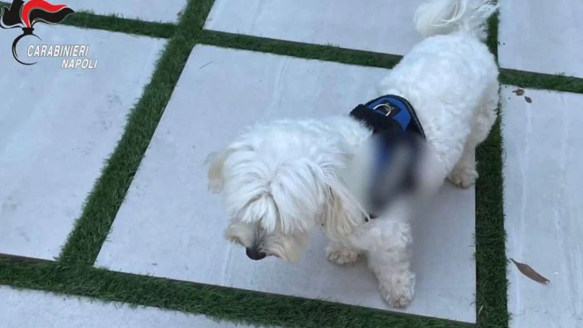 Cap al mafiei italiene, arestat în Napoli. Un câine din rasa caniș a ajutat la prinderea lui