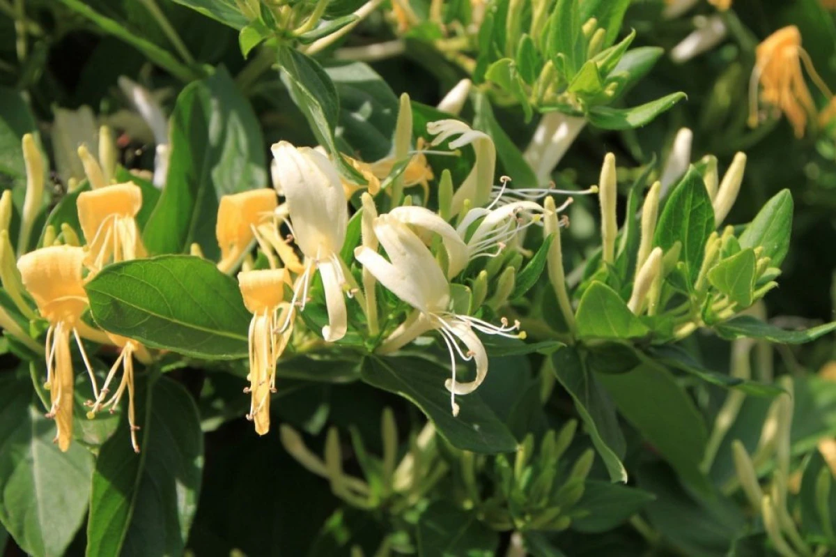 CAPRIFOIUL ARE PROPRIETATI ANTIINFLAMATOARE, ANTIBACTERIENE, ANTIVIRALE