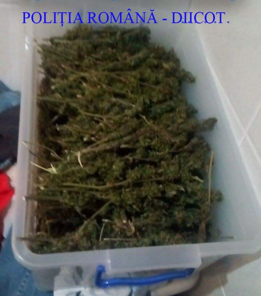 Captură impresionantă de cannabis, în județul Arad. Doi tineri au fost arestați