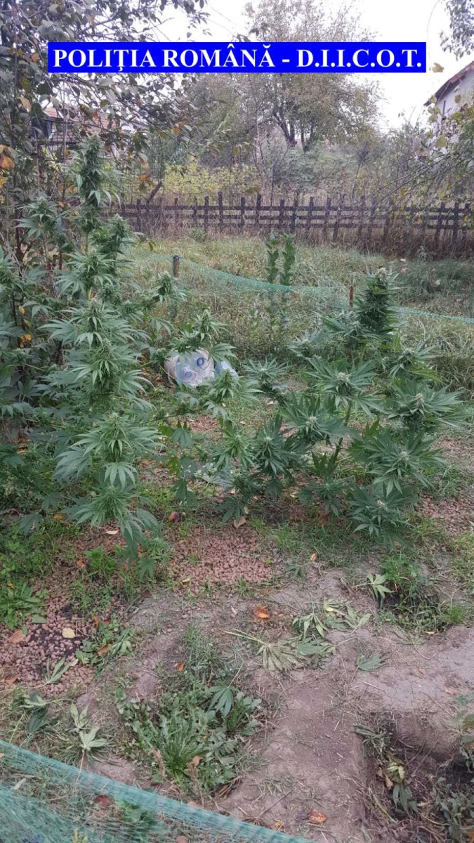 Captură impresionantă de droguri la Arad. Trei bărbați au fost reținuți