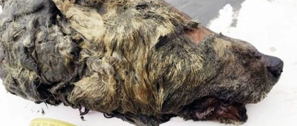 Capul unui lup din Era Glaciară, descoperit în solul înghețat din Siberia