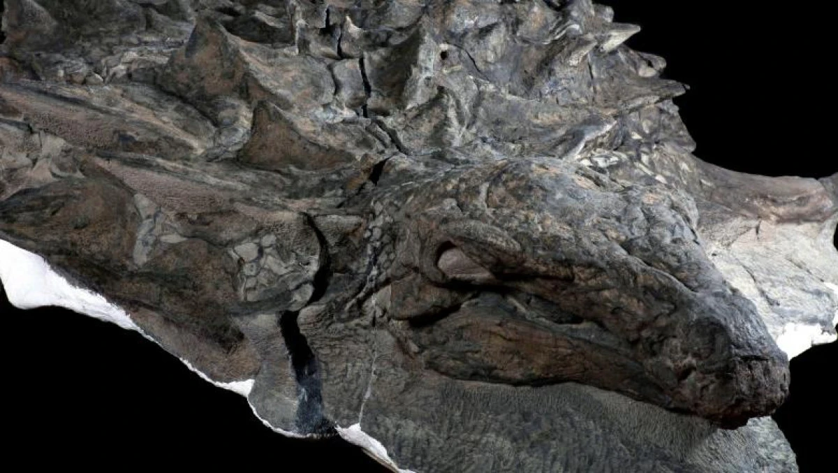 Care a fost ultima masă a unui Nodosaur de acum 110 milioane de ani