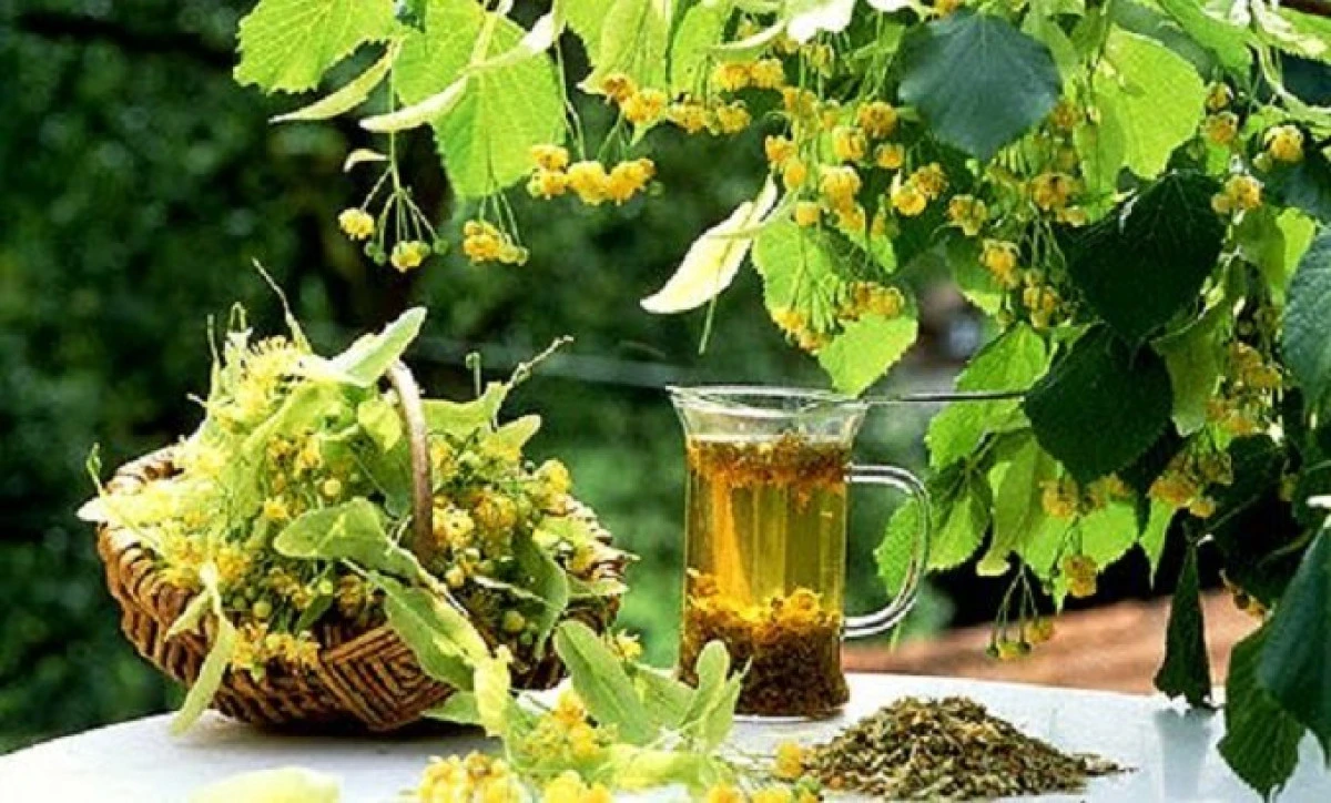 Care este cel mai bun moment pentru culegerea florilor de tei