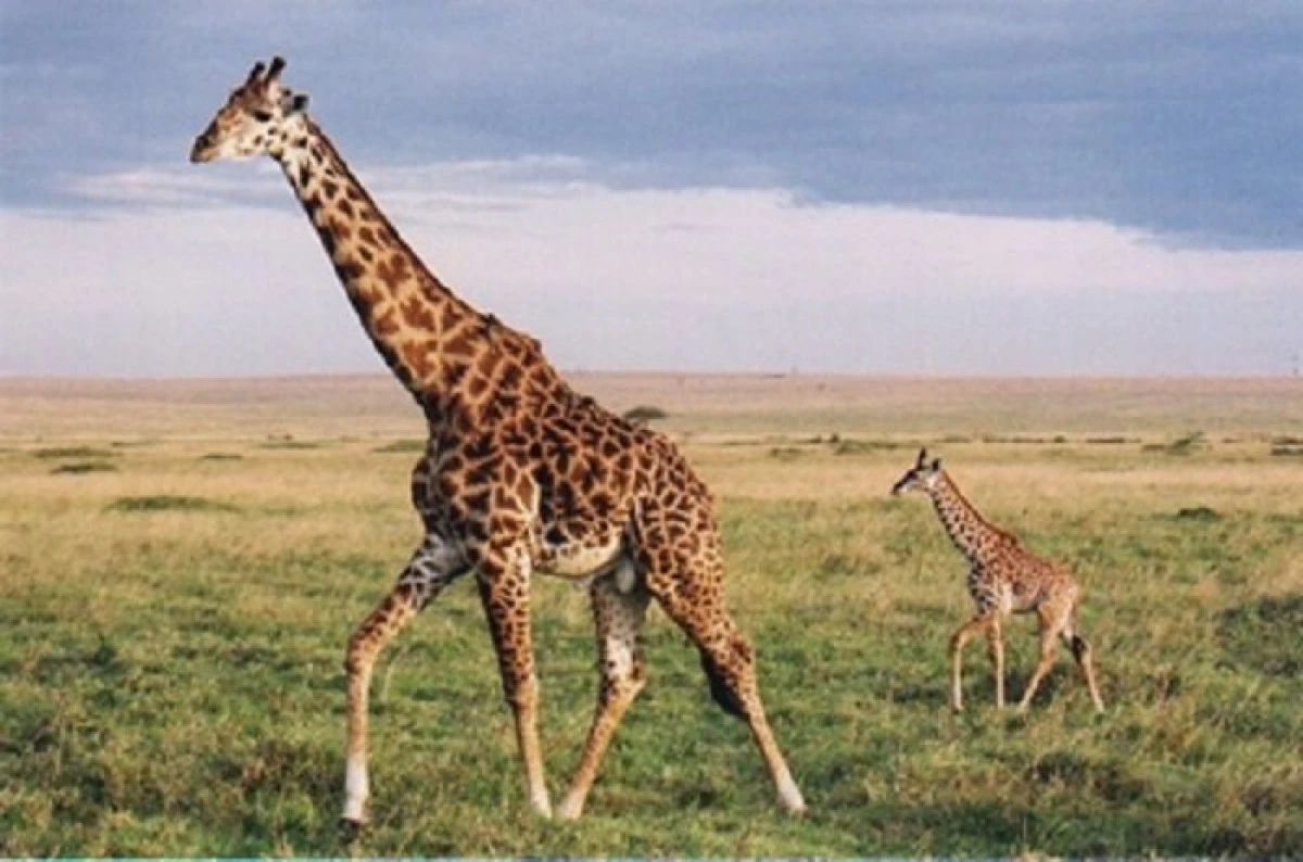 Care este rolul modelului de pe blana girafelor