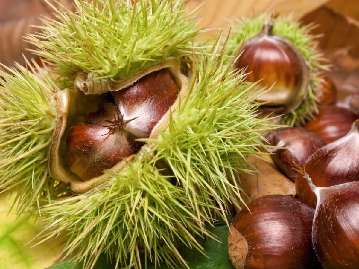 Castanele comestibile şi beneficiile lor asupra sănătăţii