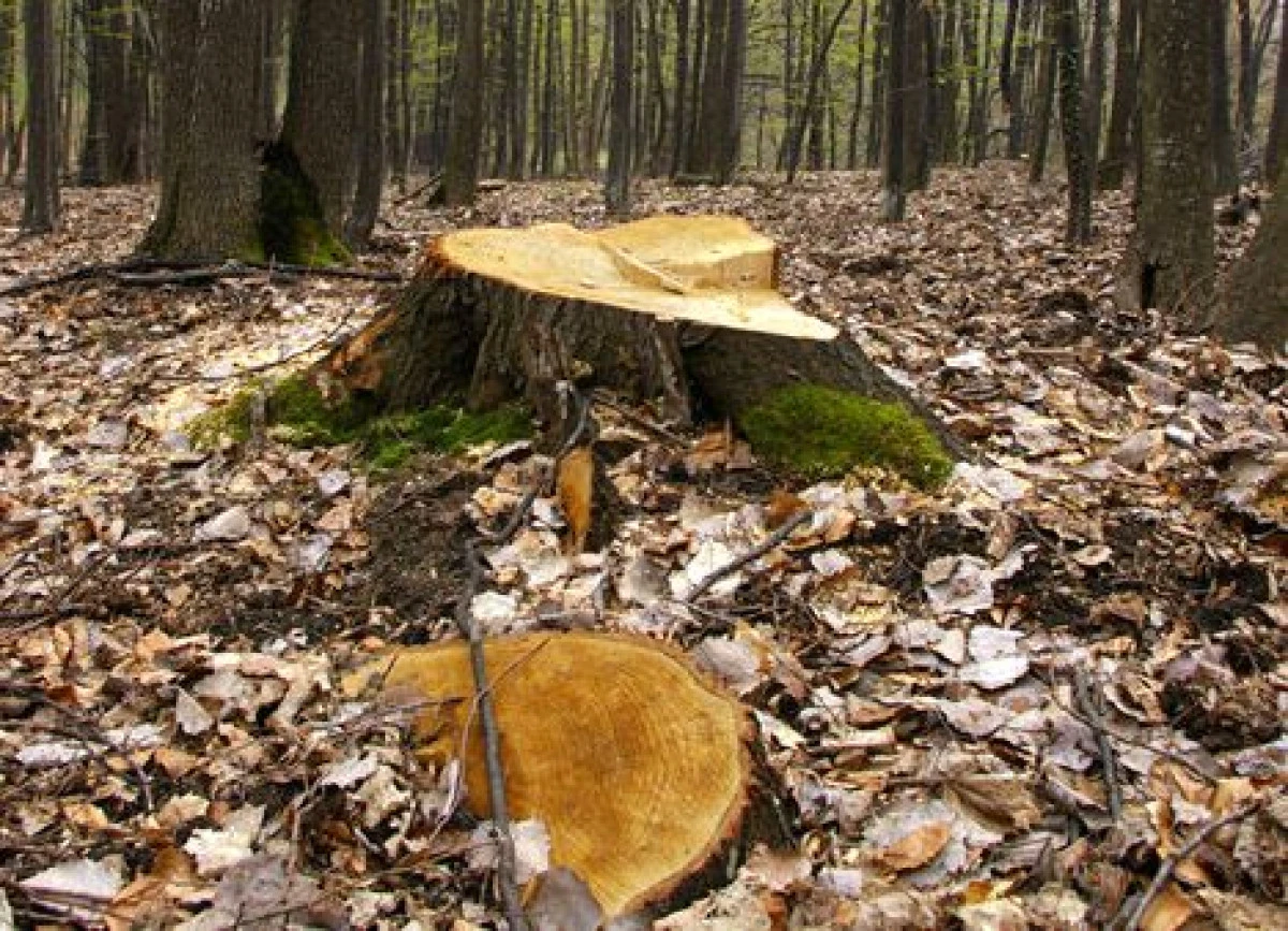 CATE HECTARE DE PADURE SUNT EXTREM DE EXPUSE TAIERILOR ILEGALE!