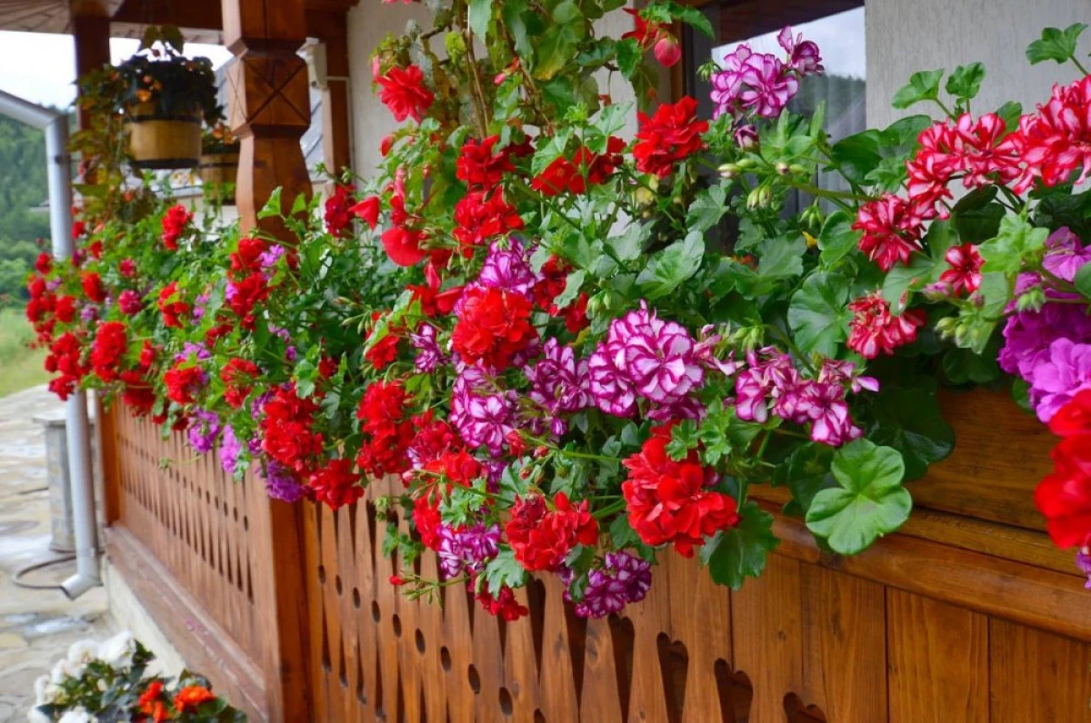 CATEVA SECRETE PENTRU A AVEA MUSCATE BOGATE