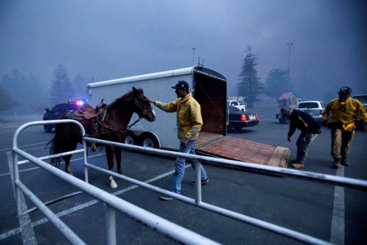 Ce donație a făcut Sandra Bullock pentru salvarea animalelor prinse în incendiile din California