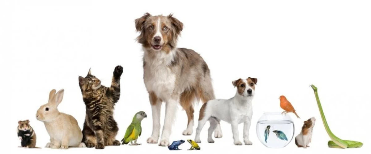Ce produse poți găsi la reducere pentru animalul de companie în luna decembrie?