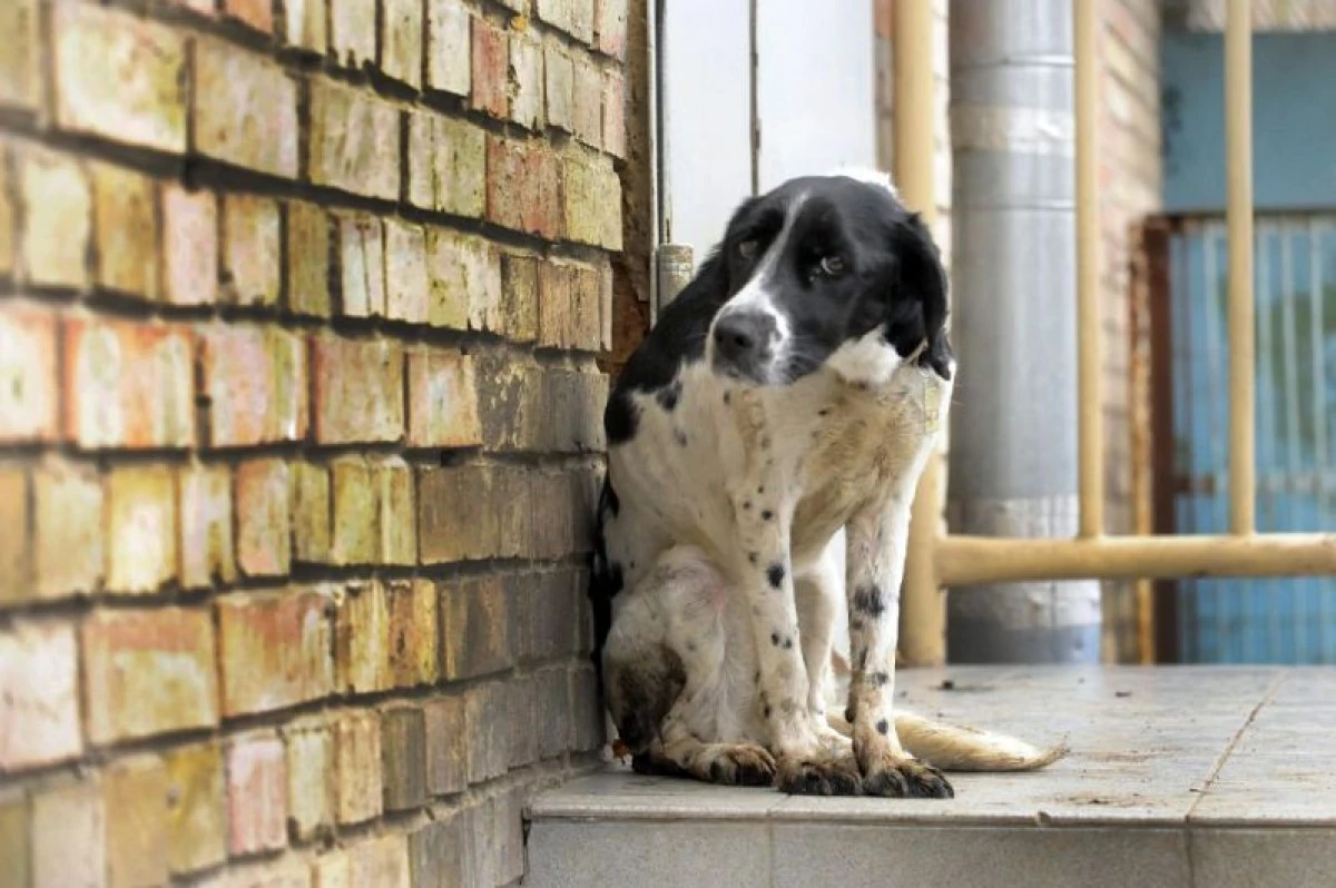 Ce s-a hotărât la dezbaterea privind soarta animalelor cu sau fără stăpân din Arad