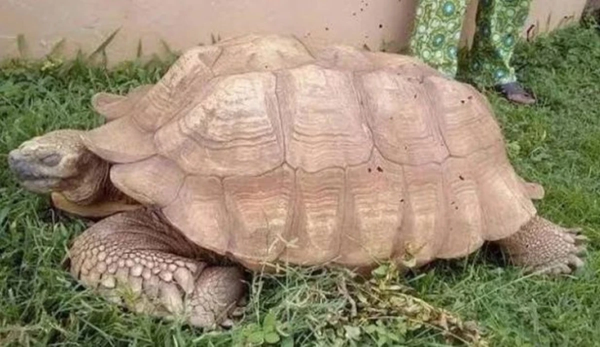 Cea mai bătrână broască țestoasă din Africa a murit la 344 de ani