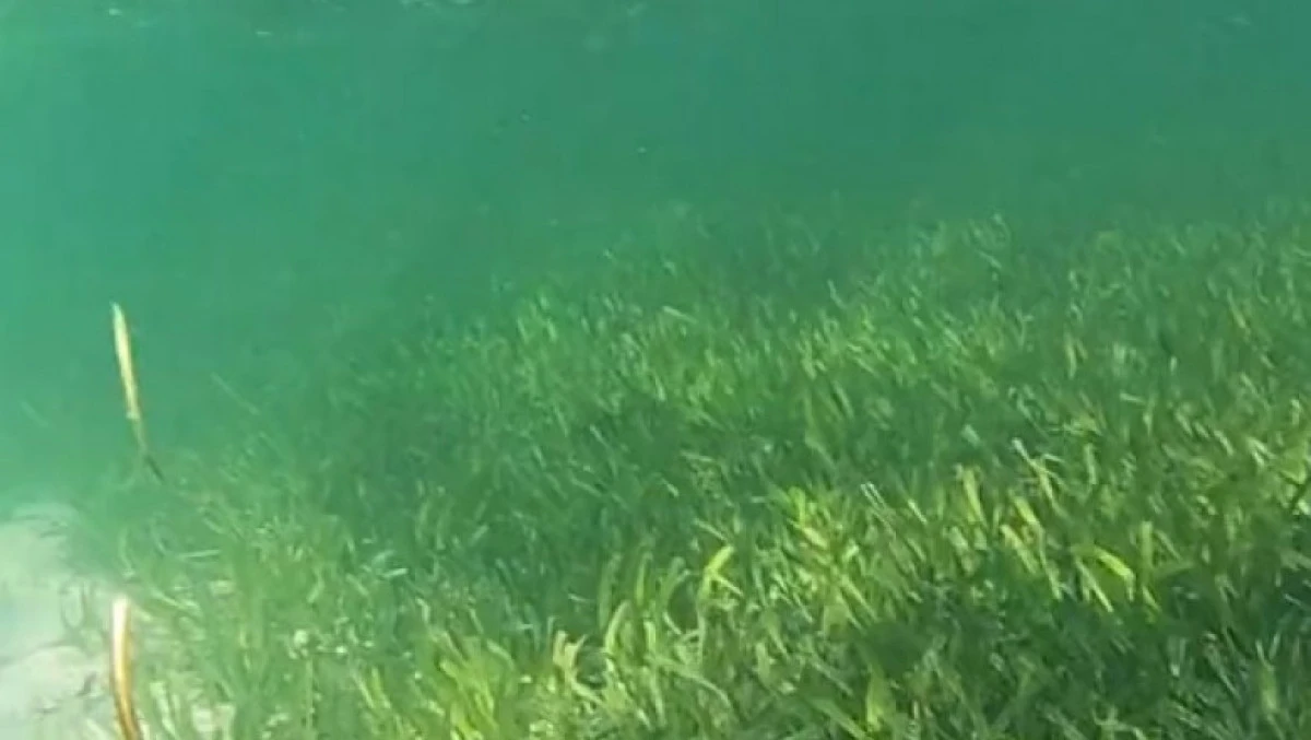Cea mai mare plantă de pe Pământ, descoperită în Australia