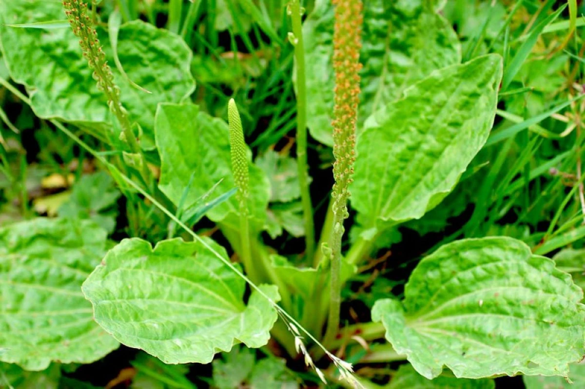 CEAIUL DE PĂTLĂGINĂ PUTERNIC DETOXIFIANT
