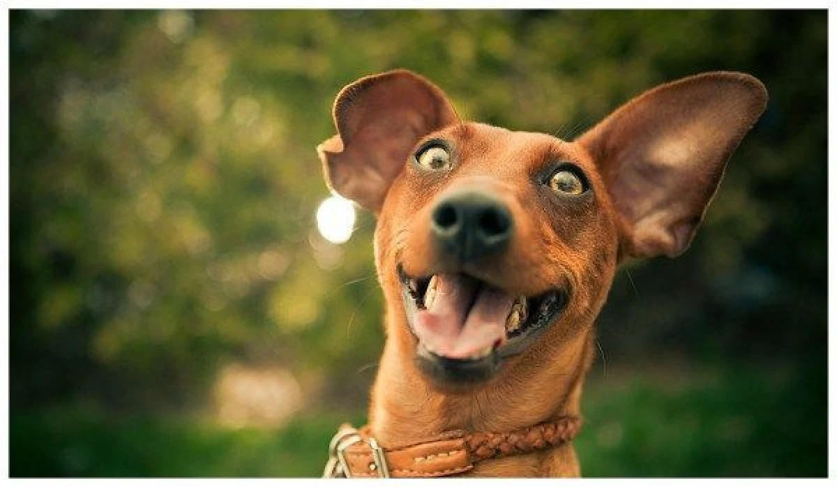 CEI CARE CHINUIE ANIMALELE VOR RISCA PÂNĂ LA 7 ANI DE ÎNCHISOARE