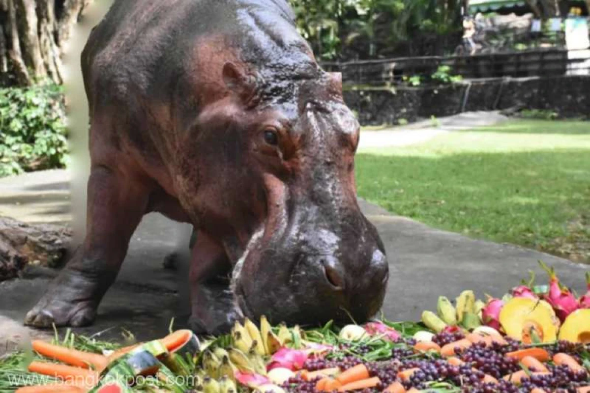 Cel mai bătrân hipopotam din Thailanda, aniversat cu fructe şi cântece