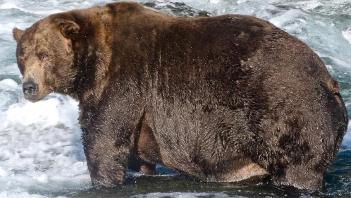 Cel mai gras urs din Alaska a fost botezat după un avion