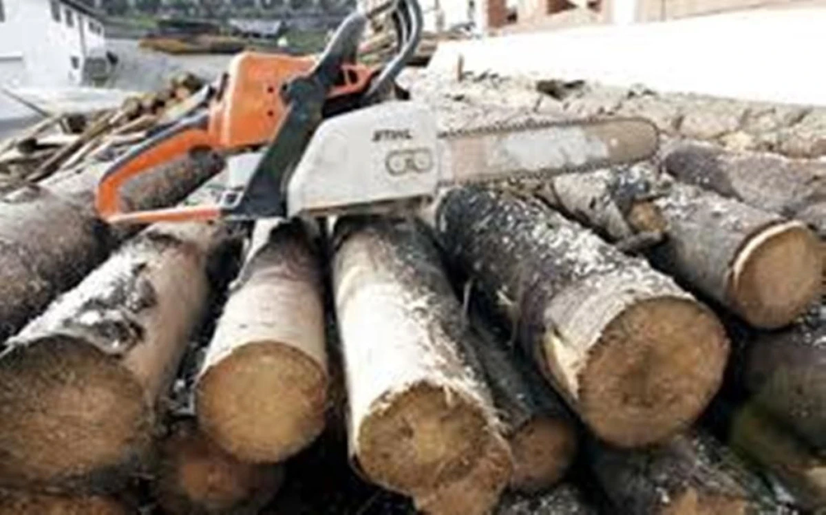 CERCETAT PENTRU TAIERE ILEGALA DE ARBORI