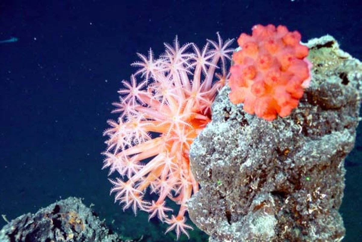 Cercetătorii au descoperit 71 de noi specii de animale și plante