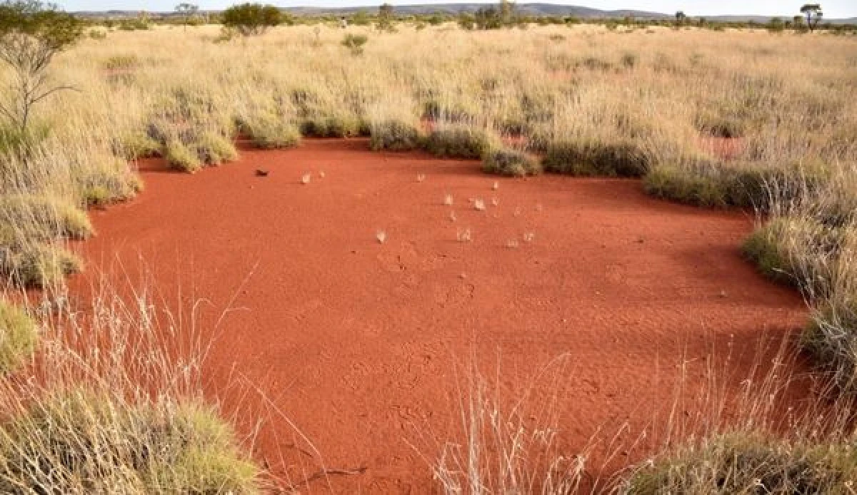 "CERCURILE DE BASM" DESCOPERITE IN AUSTRALIA II FASCINEAZA PE OAMENII DE STIINTA
