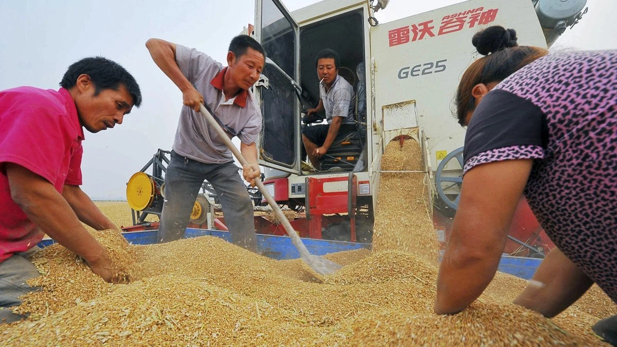 China profită de prețurile mici pentru a cumpăra cantități mari de cereale