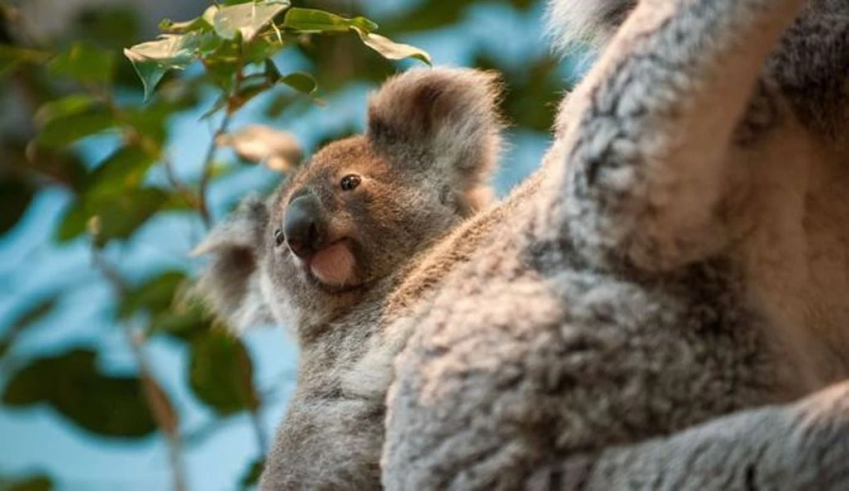 CINCI ANIMALE ADORABILE, DAR EXTREM DE PERICULOASE