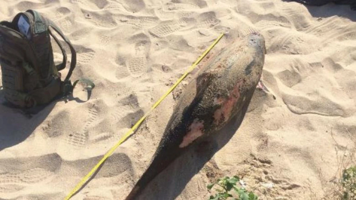 Cinci delfini au fost găsiți morți pe litoralul românesc