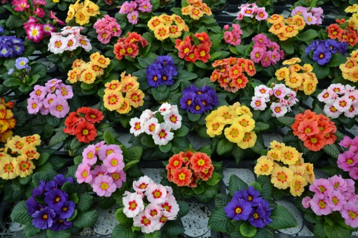CINCI FLORI CARE TE POT INTOXICA